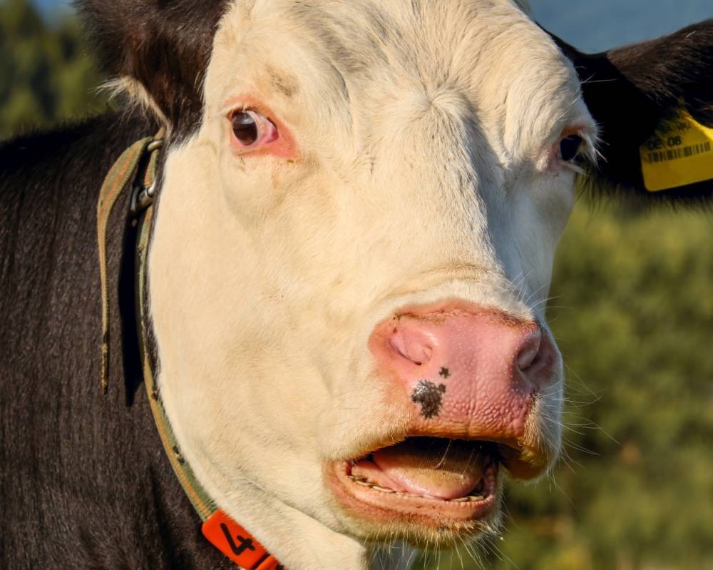 Глава Вологодского района поможет умирающей корове из колхоза поселка Марфино - wvw.daily-inform.ru - район Вологодский