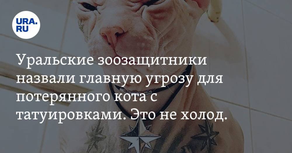 Уральские зоозащитники назвали главную угрозу для потерянного кота с татуировками. Это не холод. ФОТО - ura.news - Екатеринбург