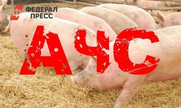 Африканская чума свиней выявлена у животных в Нижегородской области - fedpress.ru - Нижегородская обл. - Нижний Новгород