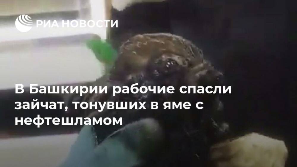 В Башкирии рабочие спасли зайчат, тонувших в яме с нефтешламом - ria.ru - Уфа