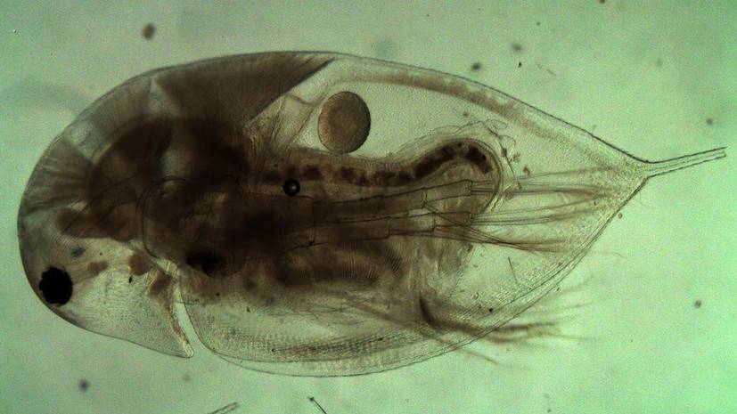 Фауна ледникового периода: российские учёные доказали уникальность южносибирских рачков дафний - russian.rt.com - Россия - Экология