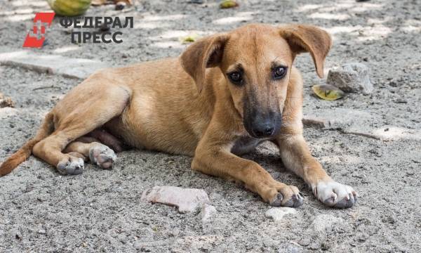 В Башкирии аферисты наживались на бездомных животных - fedpress.ru - Уфа - Ufa