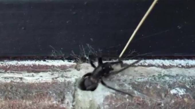 Великобритания: Агрессивный огромный паук со светящимися челюстями попал на видео - piter.tv - Англия