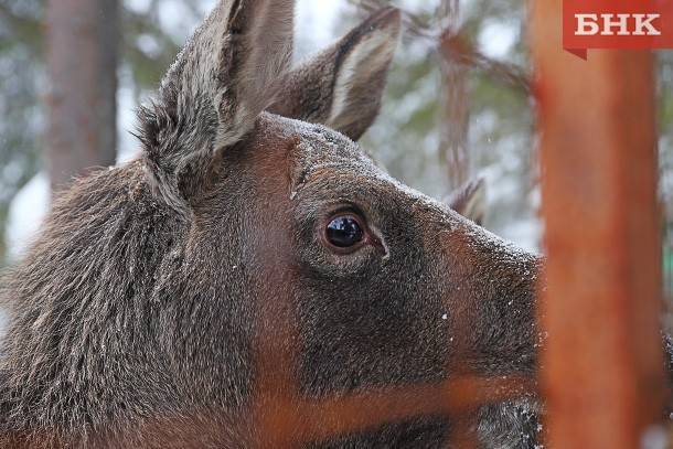 Лоси стали самым дорогим охотничьим ресурсом в России - bnkomi.ru - Россия - Экология