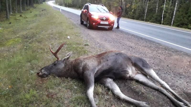 По дороге в Финляндию водитель обнаружил мертвого лося - wvw.daily-inform.ru - Санкт-Петербург - Финляндия