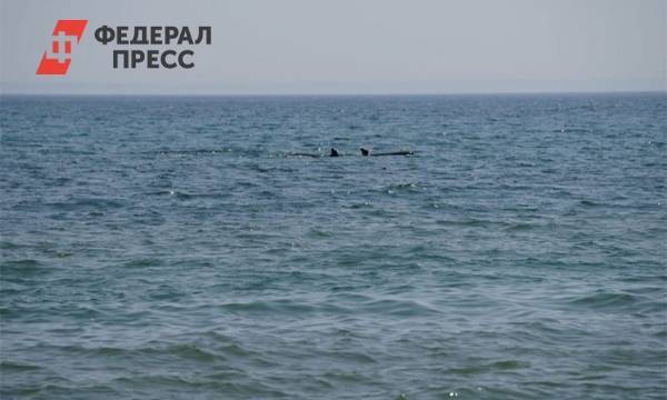 Дмитрий Лисицын - Ученые со всего мира просят прекратить вылов морских млекопитающих - fedpress.ru - Россия - Южно-Сахалинск