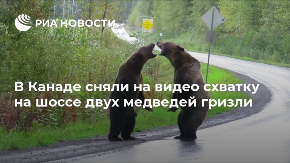 В Канаде сняли на видео схватку на шоссе двух медведей гризли - ria.ru - Москва - Англия - Колумбия - Канада