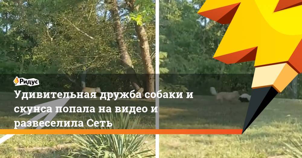 Удивительная дружба собаки и скунса попала на видео и развеселила Сеть - ridus.ru