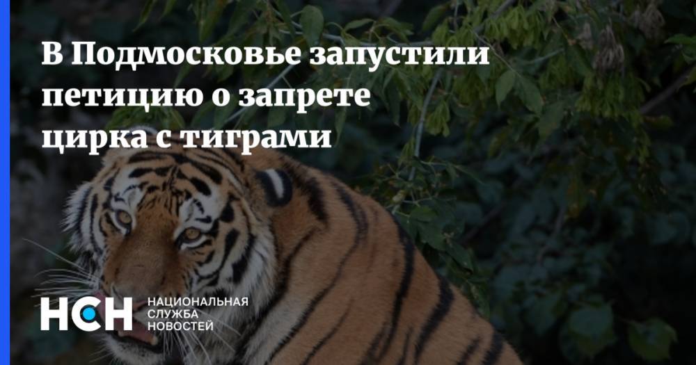 В  Подмосковье запустили петицию о запрете цирка с тиграми - nsn.fm - Московская обл. - Долгопрудный
