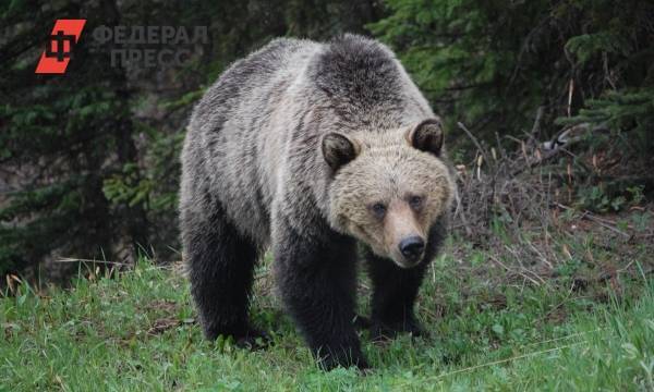 Женщина лишилась ноги после нападения медведя в уссурийском зоопарке - fedpress.ru - Уссурийск