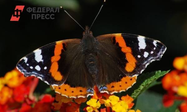 Ни денег, ни бабочек. Югорчанка пыталась порадовать ребенка и лишилась крупной суммы - fedpress.ru - Нефтеюганск