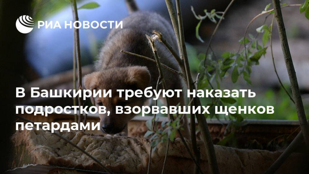 В Башкирии требуют наказать подростков, взорвавших щенков петардами - ria.ru - Башкирия - Уфа - район Стерлитамакский