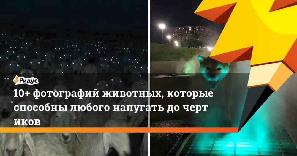 10+ фотографий животных, которые способны любого напугать до&nbsp;чертиков - ridus.ru