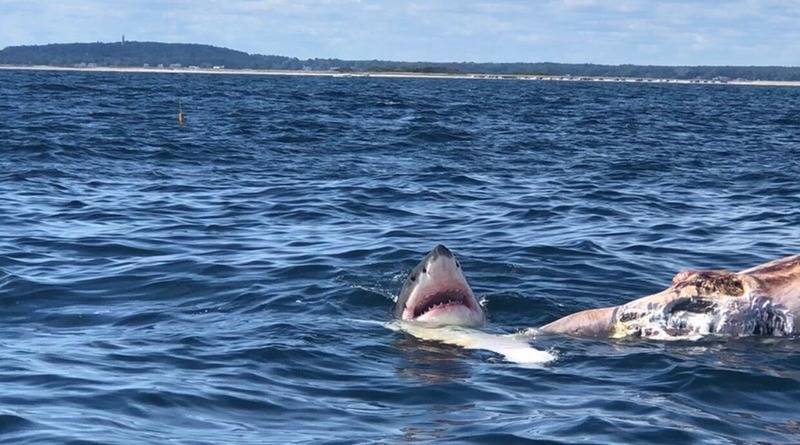 У побережья Массачусетса очевидцы сняли, как большая белая акула ест кита (видео) - usa.one - шт. Массачусетс