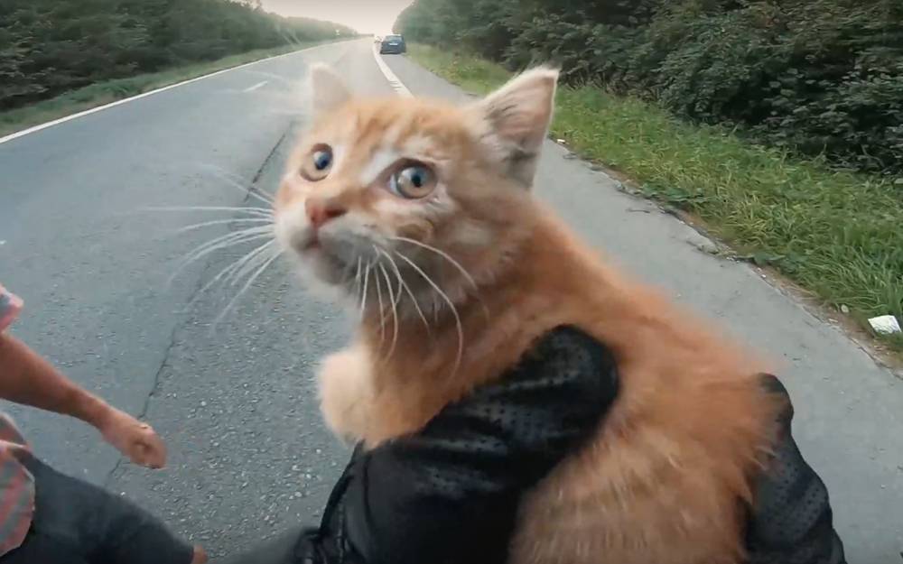 Какие глаза! — чудесное спасение котенка на дороге - zr.ru - Бельгия