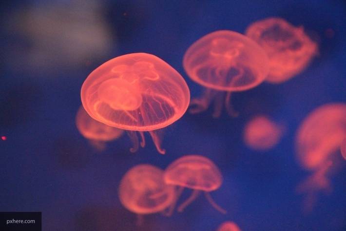 Слизь медуз способна уничтожать мелкие частицы пластика - newinform.com