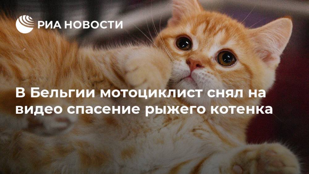 В Бельгии мотоциклист снял на видео спасение рыжего котенка - ria.ru - Москва - Бельгия