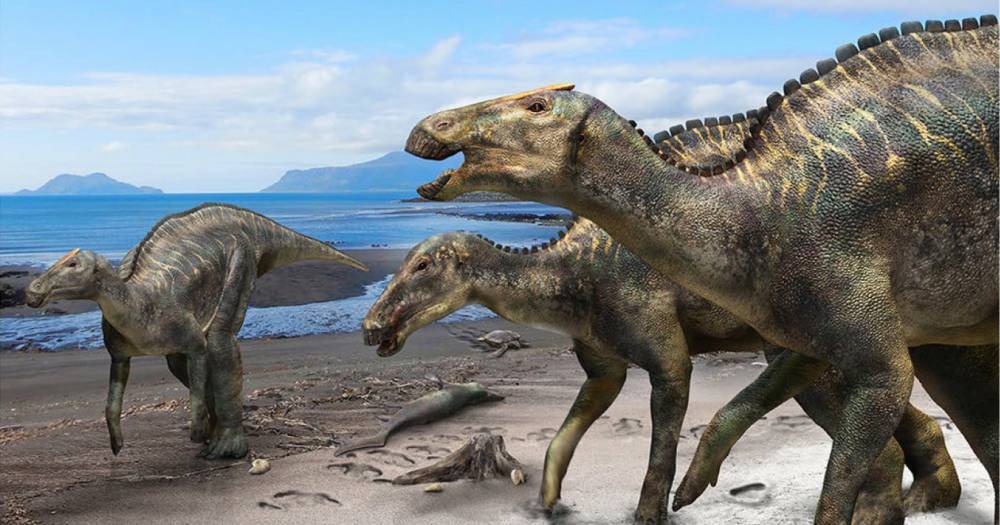 Обнаружен ранее неизвестный гадрозавр - popmech.ru - Япония