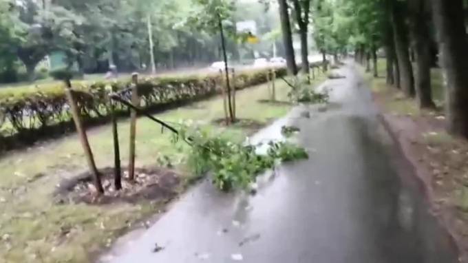 От ночного загула дебоширов в Красном Селе пострадали деревья - piter.tv