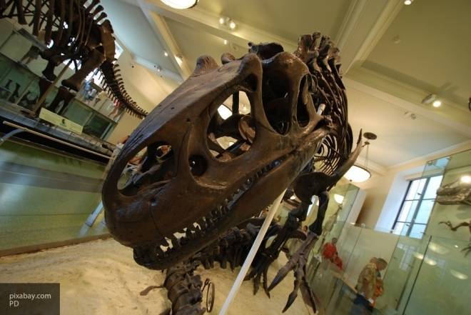 Ученые разгадали тайну загадочных отверстий в черепе тираннозавра - newinform.com