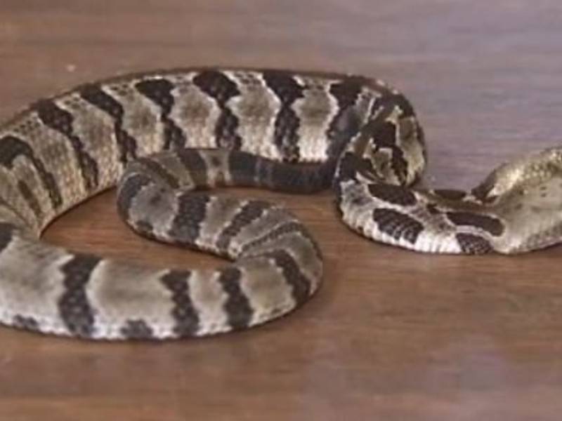 В Нью-Джерси найдена редкая двуглавая гремучая змея - news.ru - India - штат Уттар-Прадеш