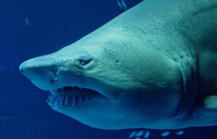 Руки и браслет нашли в желудке тигровой акулы - news.ru - Франция