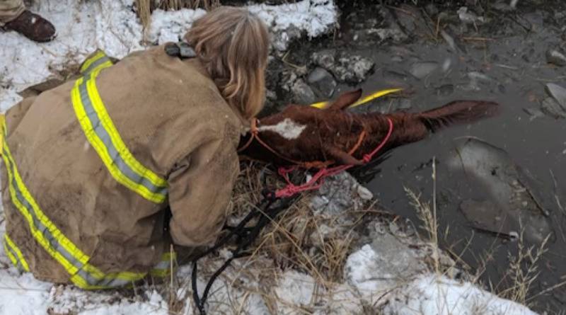 Пожарные провели семь часов в ледяной воде, чтобы спасти провалившуюся лошадь - usa.one - штат Монтана