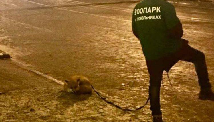 В столичном парке «Сокольники» приостановили работу контактного зоопарка - newtvnews.ru