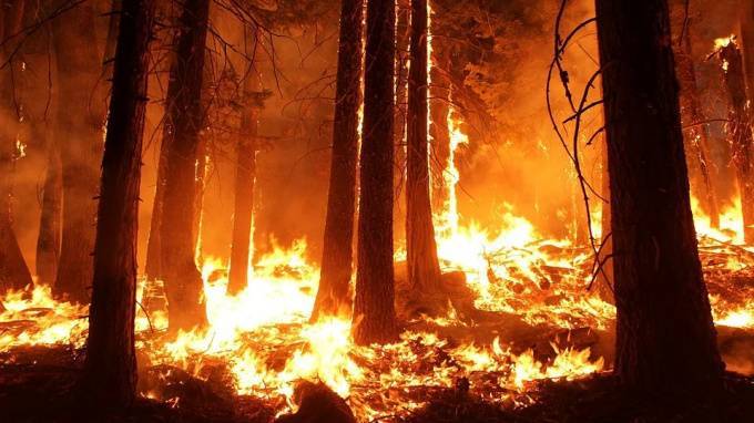 Петербуржец, живущий в Австралии, рассказал о страшных лесных пожарах - piter.tv - Австралия