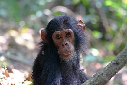 Отель предложил гостям попробовать детеныша шимпанзе - lenta.ru - Конго - Киншаса