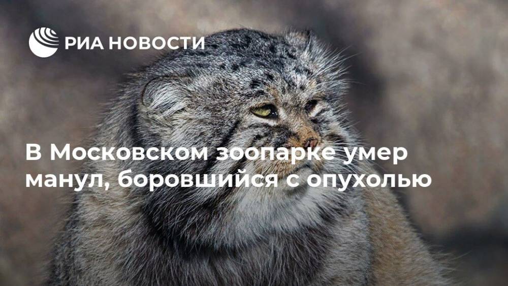 В Московском зоопарке умер манул, боровшийся с опухолью - ria.ru - Москва