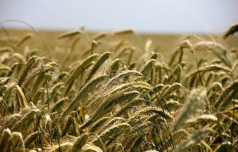 Эксперты объяснили причины низкого урожая ржи - news.ru - Россия