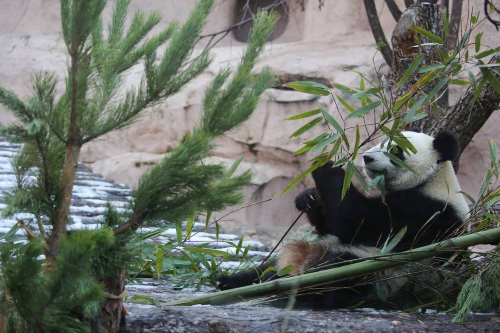 Панда в Московском зоопарке упала с елки - vm.ru