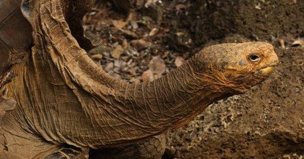 100-летняя черепаха спасла свой вид от вымирания - usa.one