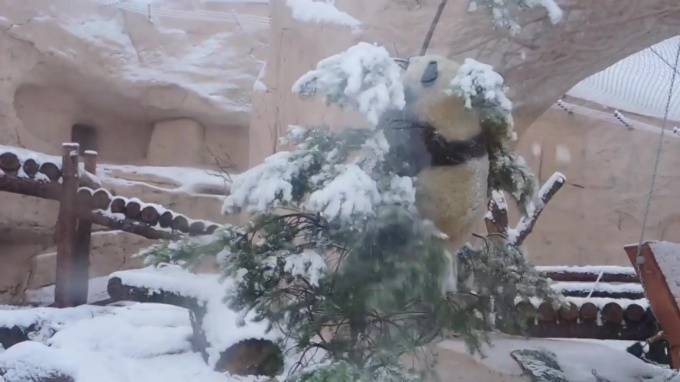 Видео: Панды из Московского зоопарка обрадовались снегу и елкам - piter.tv