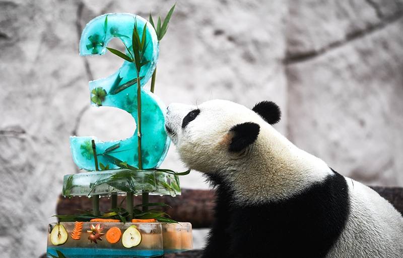 Светлана Акулова - Московский зоопарк получил три награды панда-премии - tvc.ru - Китай - США
