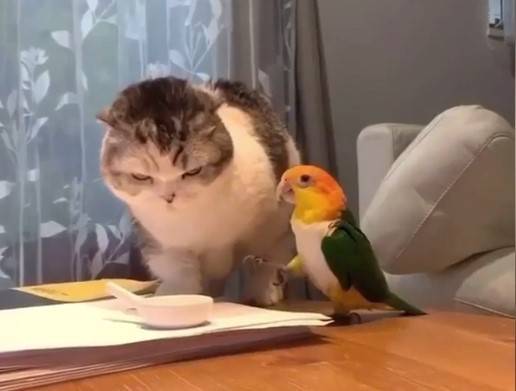 Эпичная драка кота и попугая из-за еды попала на видео - vm.ru