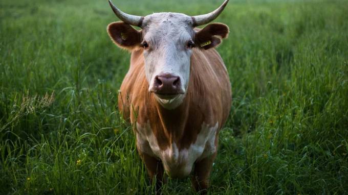 В Шушарах нашли труп рогатой коровы - piter.tv - район Пушкинский