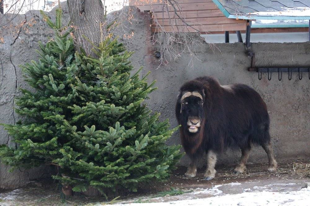 Более трех тысяч нераспроданных елок сдали в Московский зоопарк - vm.ru