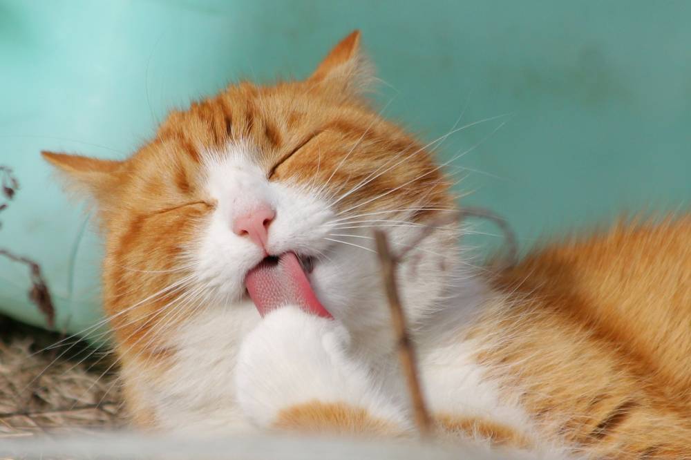 Учёные выяснили, что кошки могут питаться человеческим мясом - gazeta.a42.ru - шт. Колорадо