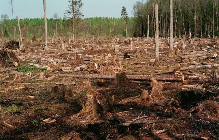 Контрабанду леса на 50 млн рублей пресекли под Иркутском - news.ru - Иркутская обл.