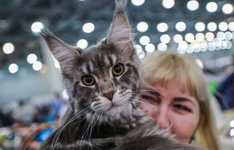 Учёные обнаружили у домашних кошек склонность к людоедству - news.ru