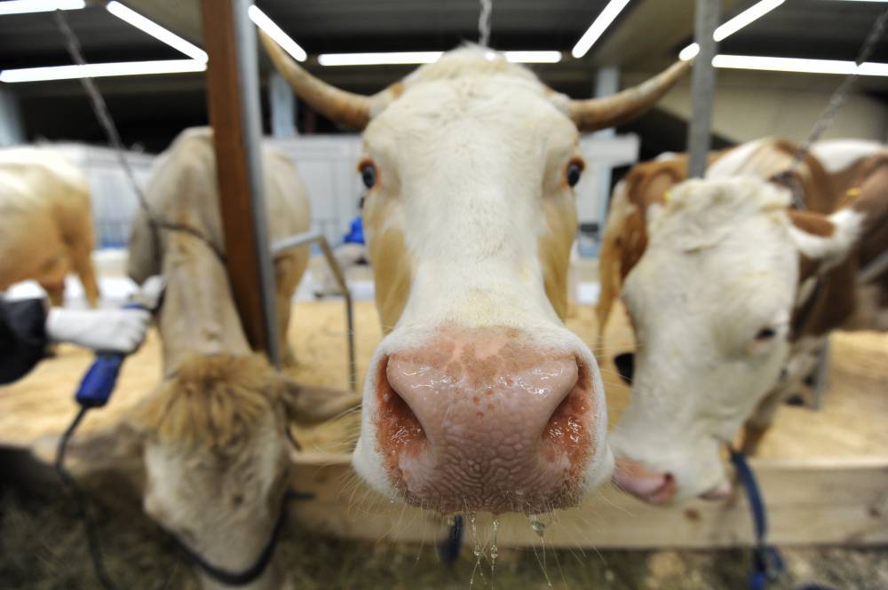 Ученые выяснили, каким образом коровы общаются друг с другом - vm.ru