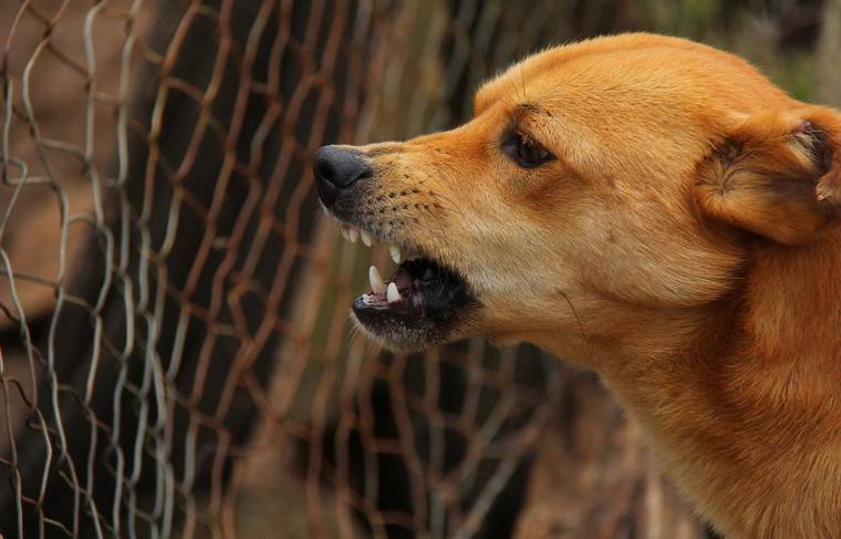 Самарский губернатор пообещал запретить охоту на собак - news.ru