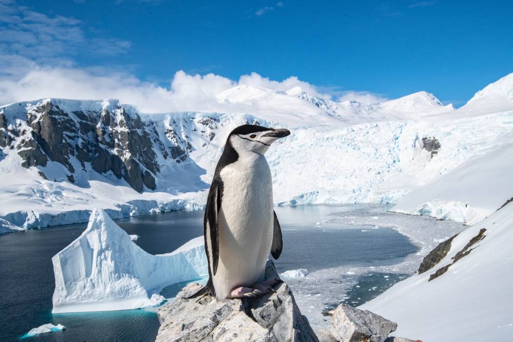 Павел Смирнов - Ученый рассказал, какие животные могут исчезнуть из-за потепления климата - vm.ru - Антарктида