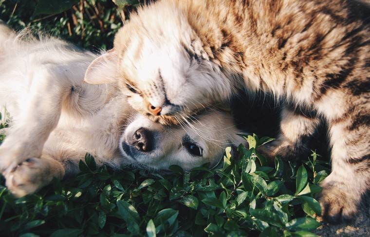 Законопроект о маркировке и учёте домашних животных был одобрен - news.ru - Россия