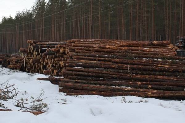 За год из Петербурга и Ленобласти на экспорт отправили 3,5 кубометров леса - abnews.ru - Ленинградская обл. - Санкт-Петербург - Псковская обл. - Петербург