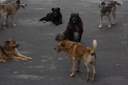 Более десятка собак напали на российского школьника - lenta.ru - респ. Саха - Ленск - район Ленский