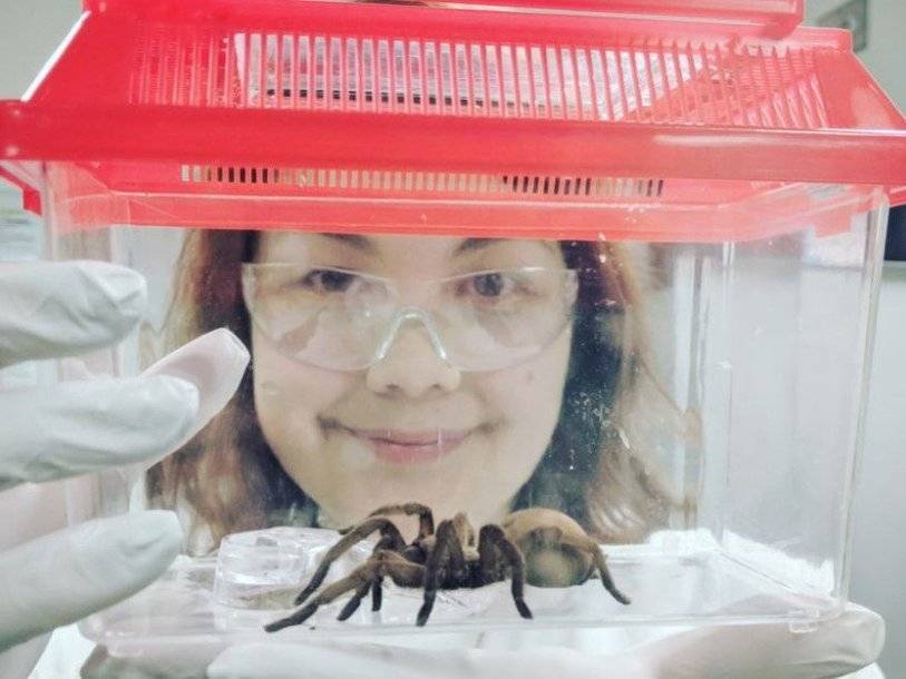 Австралийские ученые просят граждан сообщать о встреченных пауках - polit.ru - Брисбен