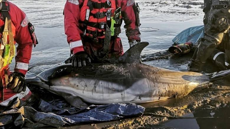 Лондонские пожарные спасли дельфинов - newizv.ru - Эссекс